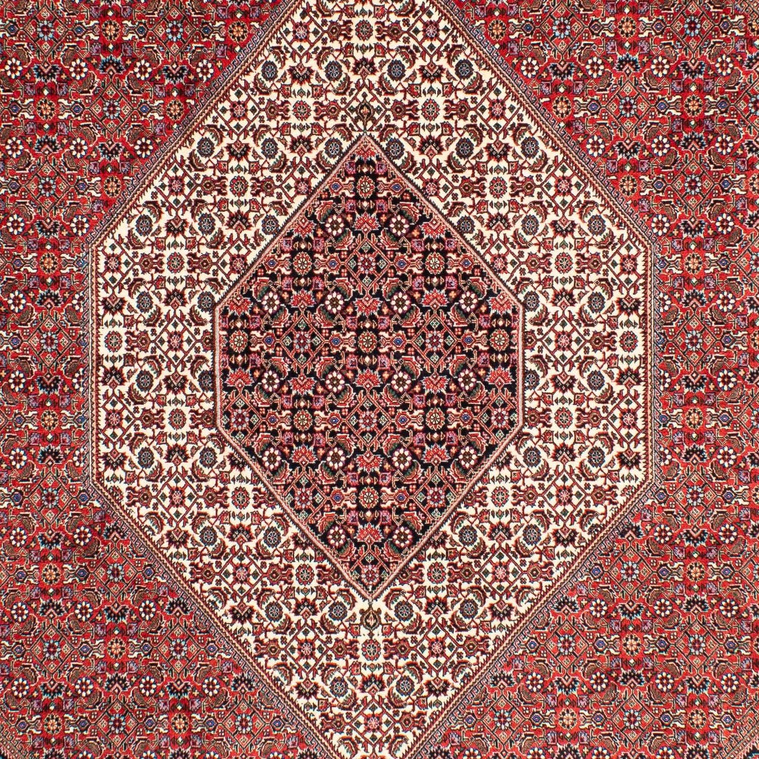 Perserteppich - Bidjar 300 x 203 cm