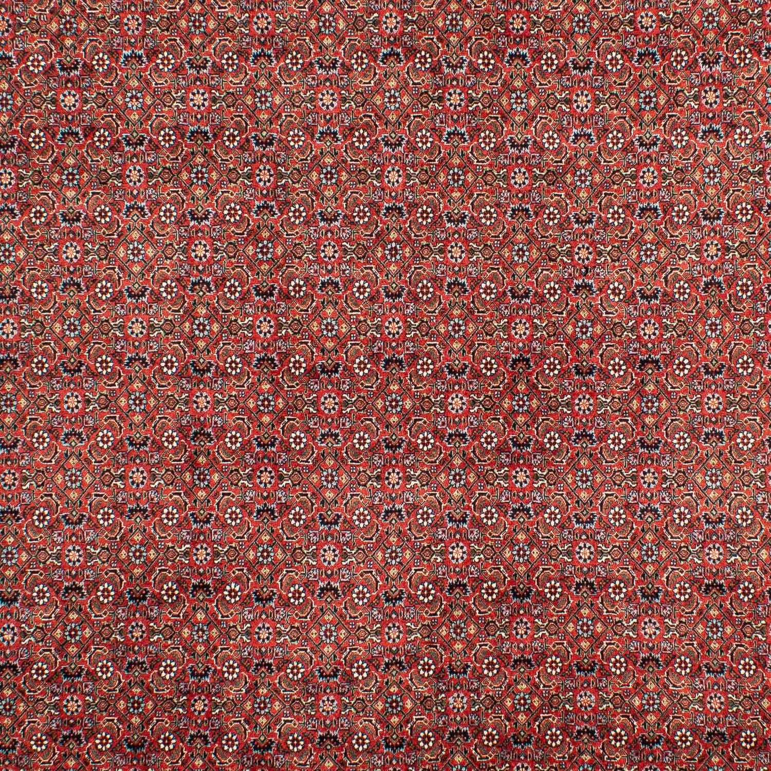 Perserteppich - Bidjar 307 x 208 cm