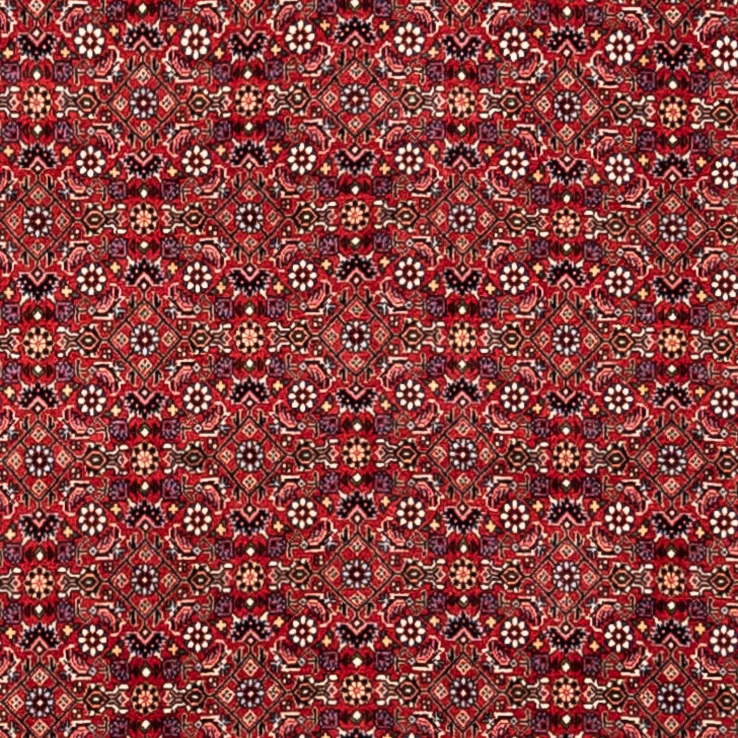 Perserteppich - Bidjar - Royal 340 x 252 cm