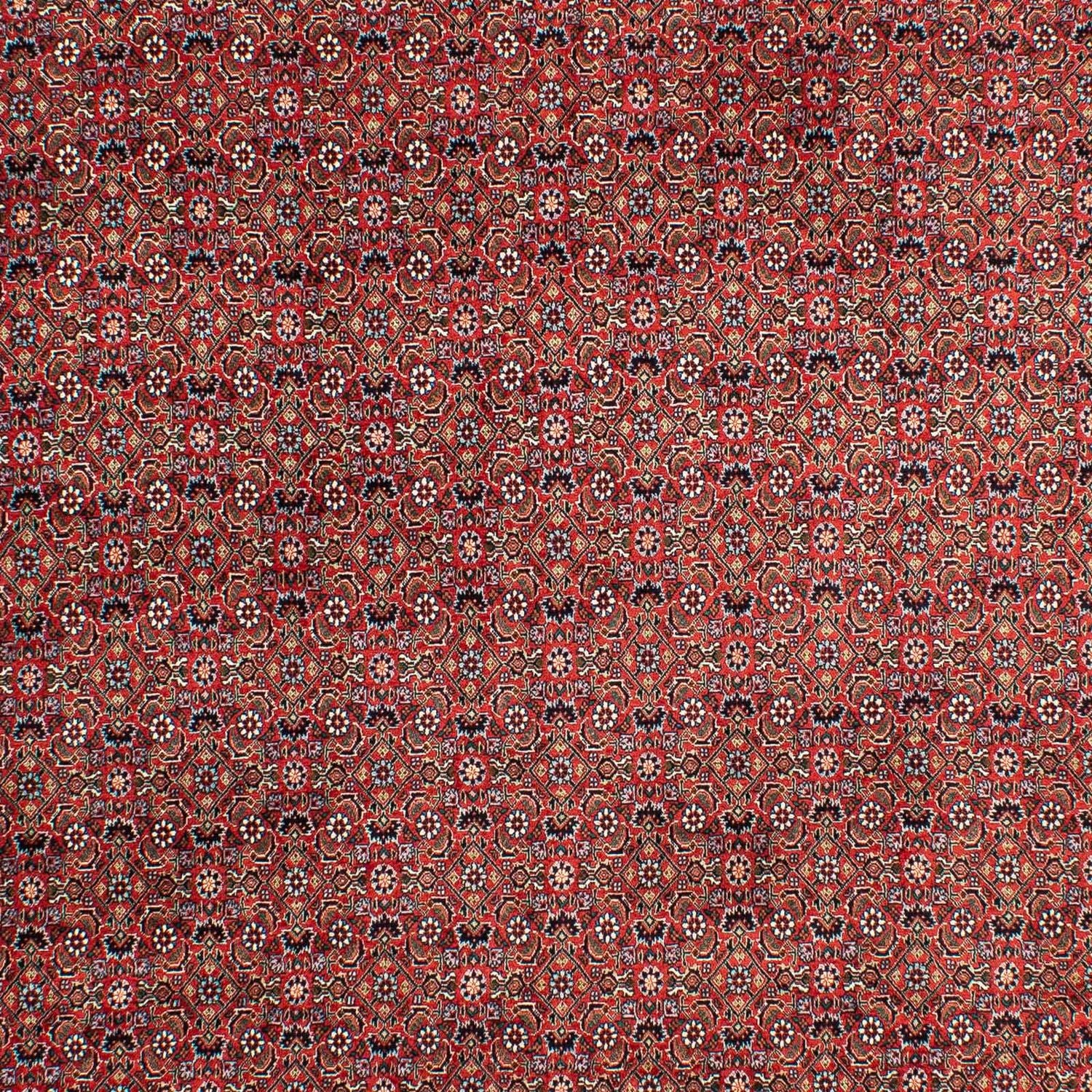 Perserteppich - Bidjar 299 x 203 cm
